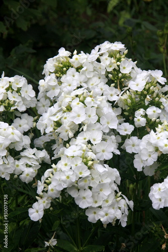 White Tall Garden Phlox in bloom, Phlox paniculata. White flower in the garden