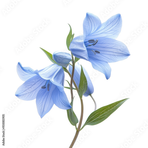 Beautiful blue flowers with delicate petals, perfect for nature-themed designs and floral arrangements. photo