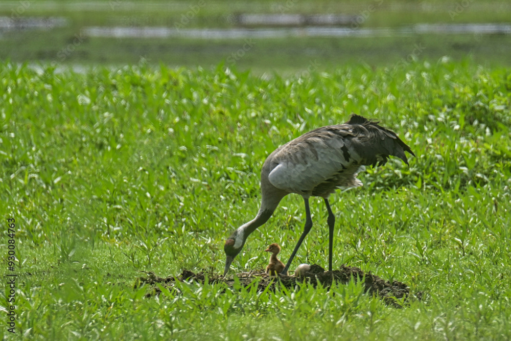 Naklejka premium Kraniche mit Nachwuchs