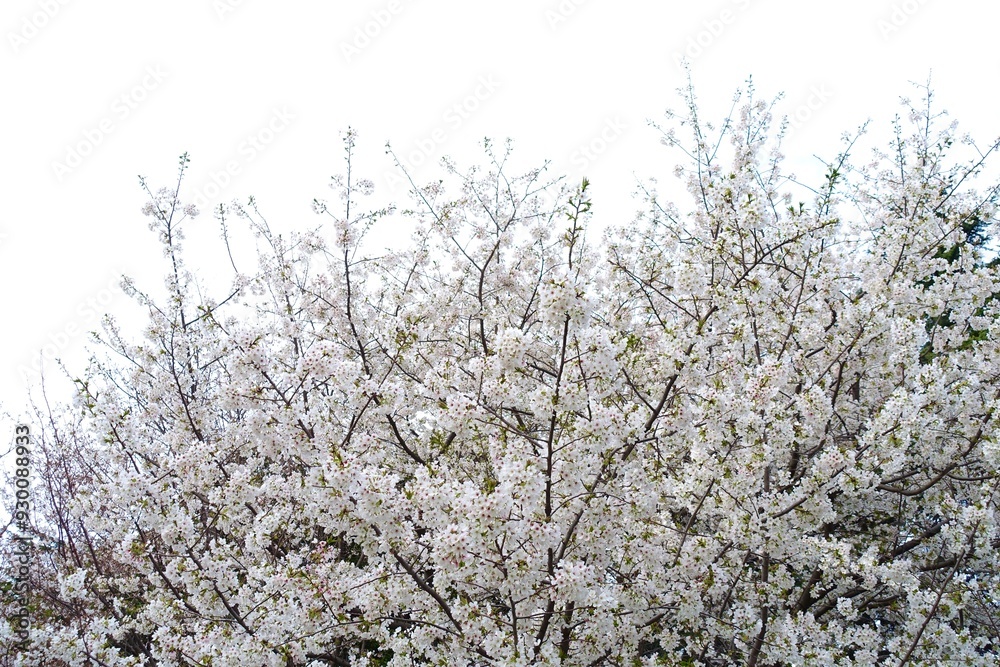 満開の白い桜の花 満開の白い桜の花
