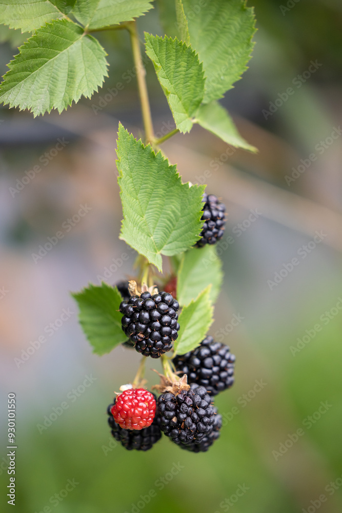 Close-up of blackberries on a branch Close-up of blackberries on a branch