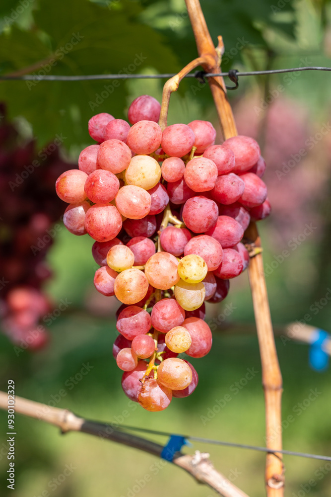 A bunch of pink grapes in the sun A bunch of pink grapes in the sun