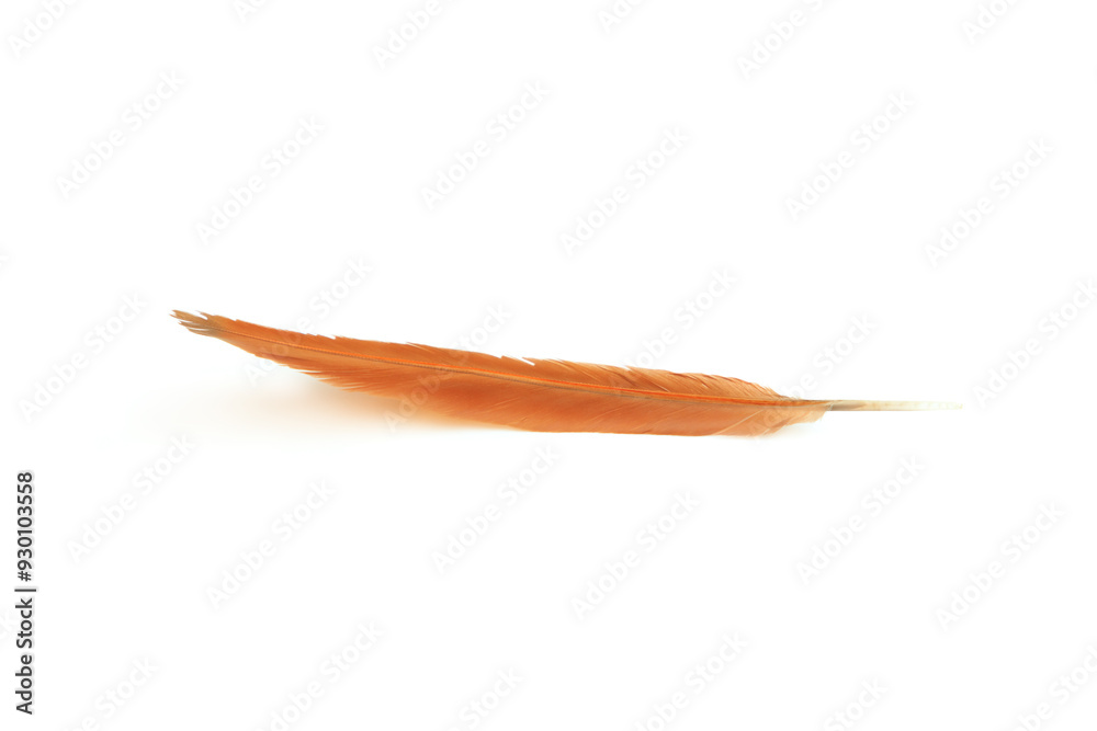 Brown feather isolated on white background, Beautiful feather Brown feather isolated on white background, Beautiful feather