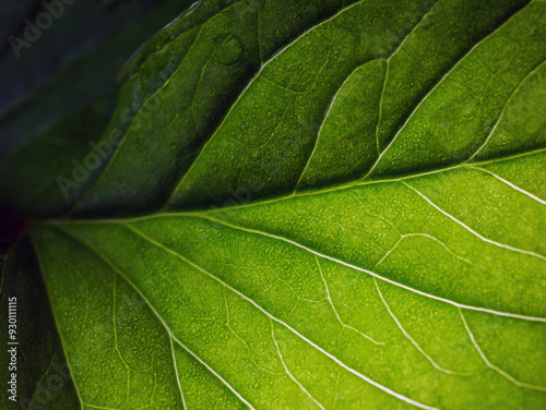 macro of fresh young spring green leaf highlighted reveal green leaf texture