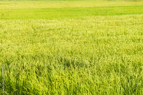 ear of rice in paddy rice field.