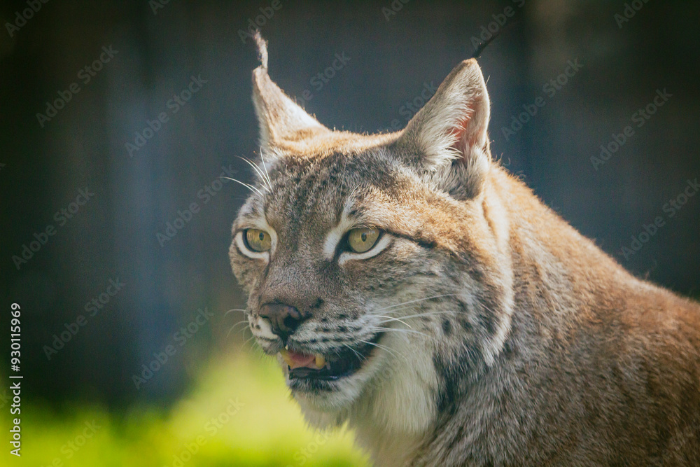 Close up photograph of a Eurasian Lynx basking in the warm summer sun. Horizontal. Close up photograph of a Eurasian Lynx basking in the warm summer sun. Horizontal.