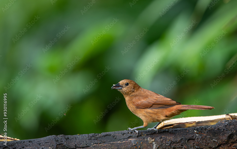 Tachyphonus rufus or White-lined tanager The bird is perched on the branch nice natural environment of wildlife Trinidad and Tobago