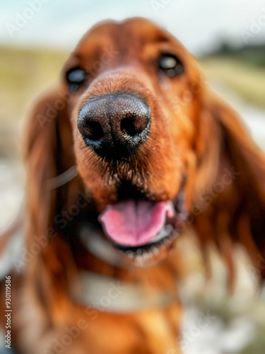 My dog Marci, the cocker spaniel photo