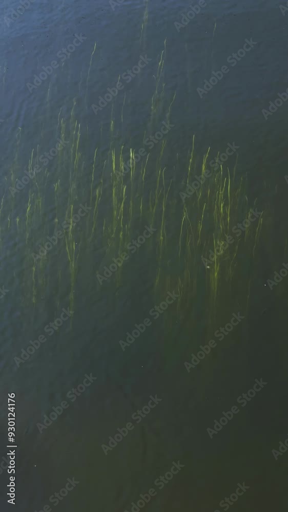 A serene underwater scene showcasing plants gently swaying in the clear, calm water while small fish swim gracefully around them. The video captures the peaceful coexistence of aquatic life A serene underwater scene showcasing plants gently swaying in the clear, calm water while small fish swim gracefully around them. The video captures the peaceful coexistence of aquatic life