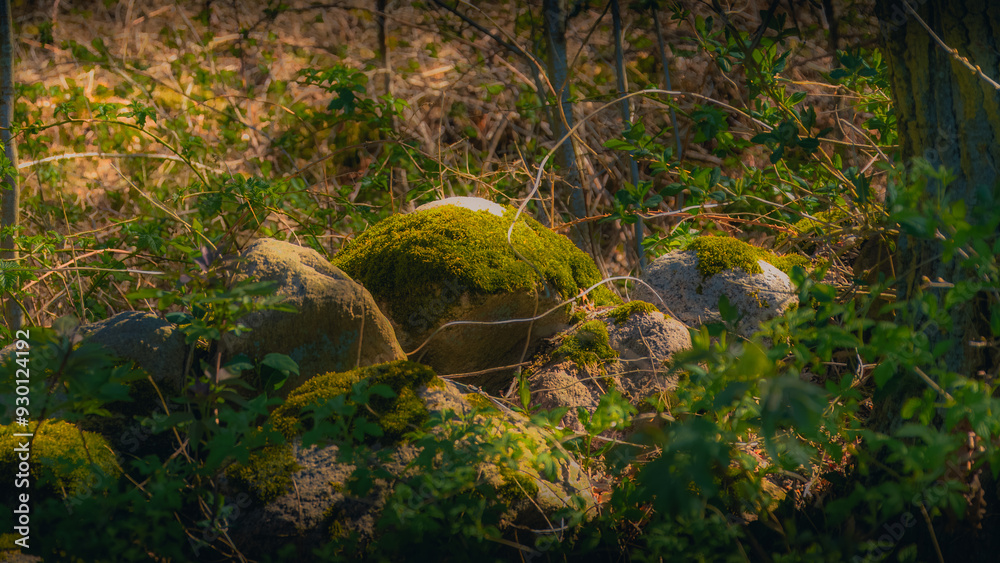 Obraz premium A nature image in a forest in Helsingborg.