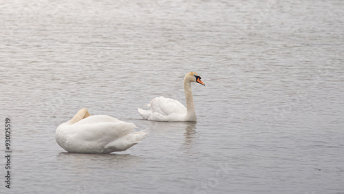 Swan in the sea.