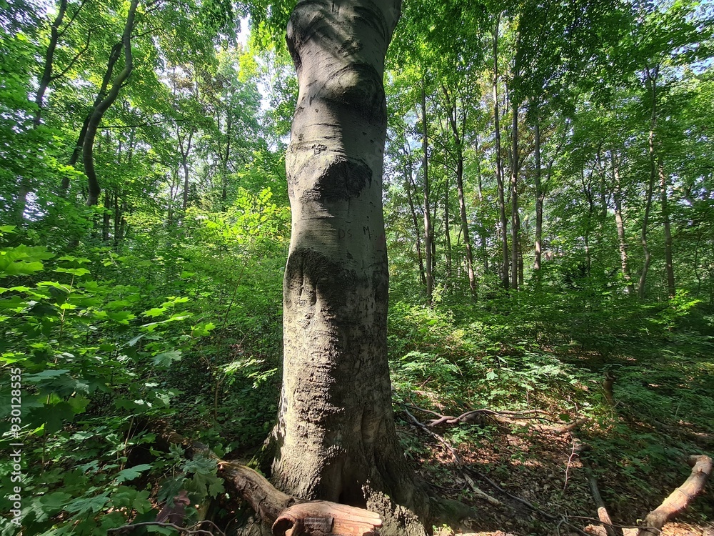 Obraz premium tree photography in the Plänterwald Forest in Berlin Treptow/Köpenick