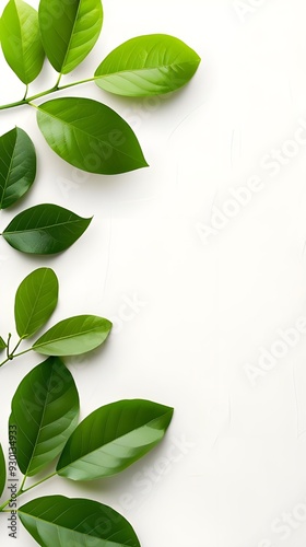 Branches adorned with vibrant leaves against a white background, exuding youthful vitality. 32k UHD, Flickr, hanging scroll.