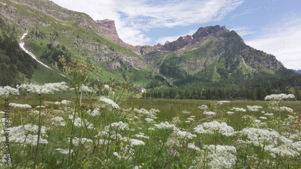 beautiful mountain landscape in summer with white flowers and background of snow-capped mountain peaks at Alpe Devero Ossola Verbania Italian Alps