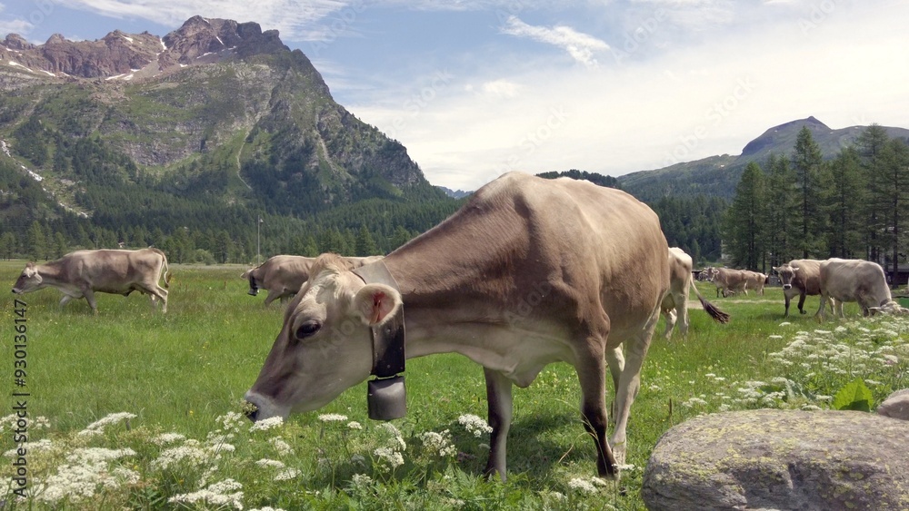 free-range cows grazing on mountain pastures in summer, animals live in wild nature and produce milk for cheese production