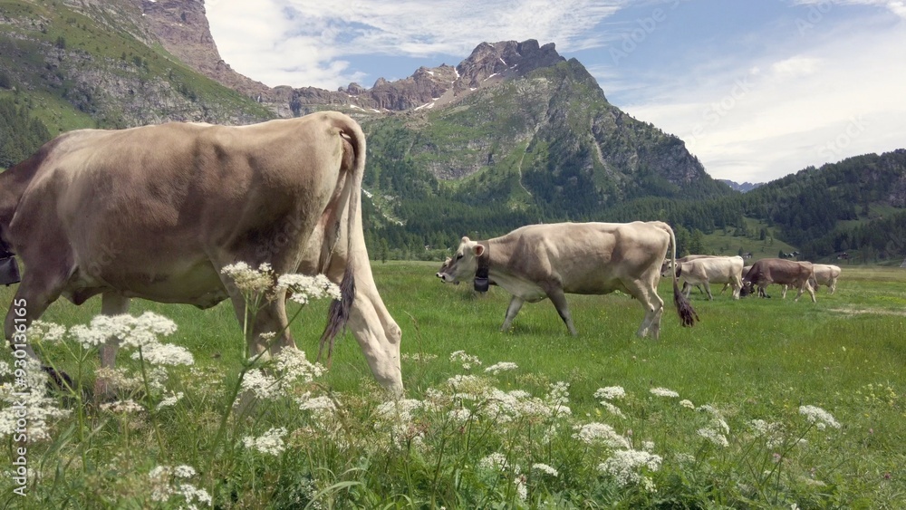 free-range cows grazing on mountain pastures in summer, animals live in wild nature and produce milk for cheese production
