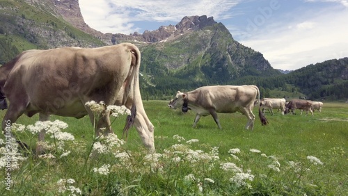Obraz na płótnie free-range cows grazing on mountain pastures in summer, animals live in wild nature and produce milk for cheese production w salonie