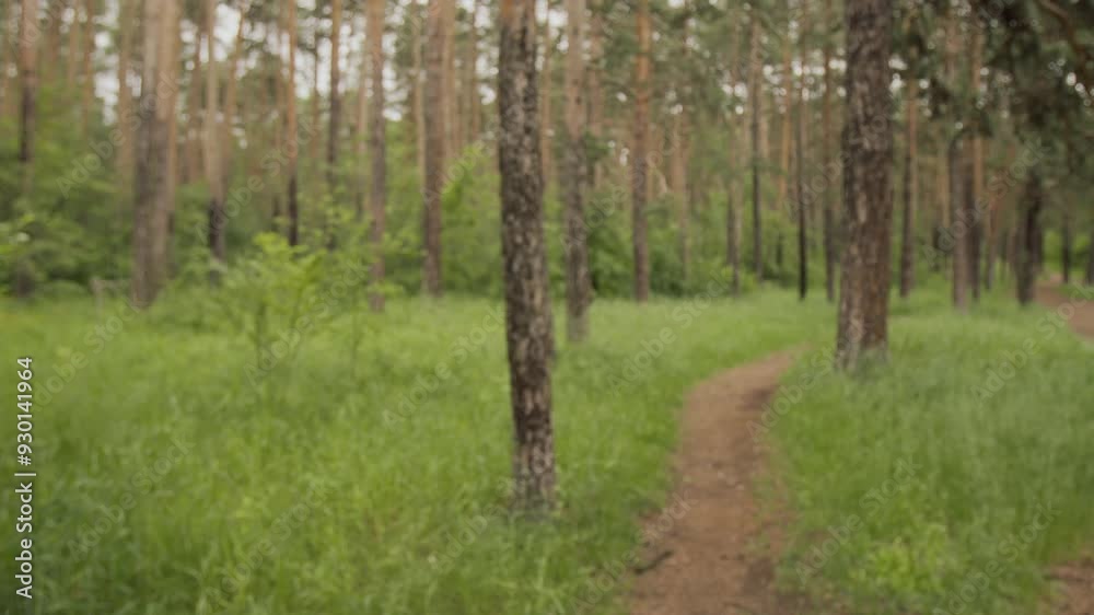 Senior man with gray hair and beard setting up fitness app on smartphone in armband and using smartwatch, then running on trail in forest Senior man with gray hair and beard setting up fitness app on smartphone in armband and using smartwatch, then running on trail in forest