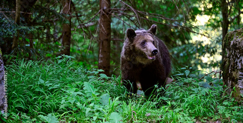 Europäischer Braunbär (Ursus arctos arctos) - Karpaten, Rumänien // European brown bear - Carpathians, Romania photo