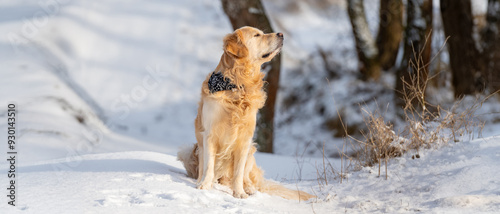 Golden Retriever Dog Sits Against Backdrop Of Winter Forest At Sunset