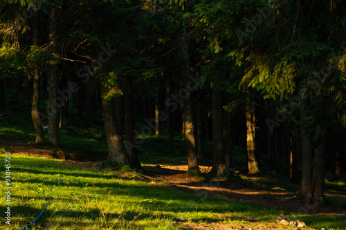 forest in the mountains