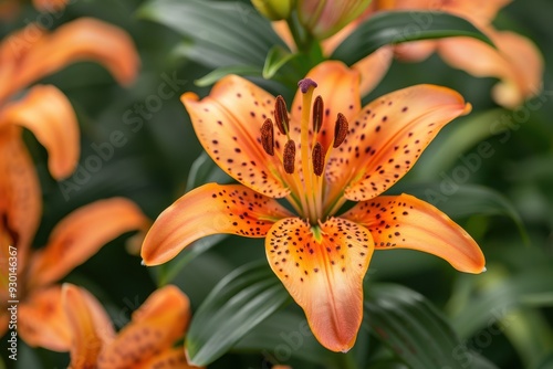 A close-up of a lily in full bloom, with its vibrant orange petals and dark spots standing out against green leaves photo