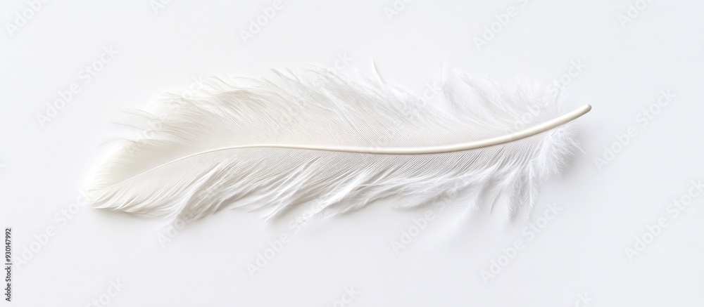 Obraz premium Delicate White Feather on a Plain Background