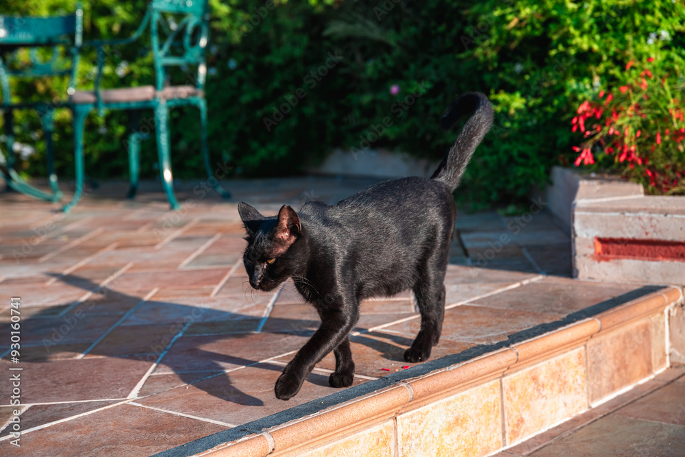 Black Stray Street Cat Walking Up Stairs On The Street Black Stray Street Cat Walking Up Stairs On The Street