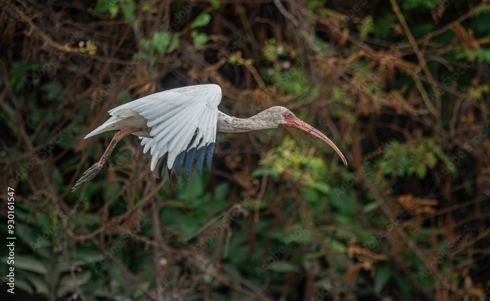 Close-up view of a white ibis (Eudocimus albus) in the equator. White ibis birds living freely in their natural habitat.
