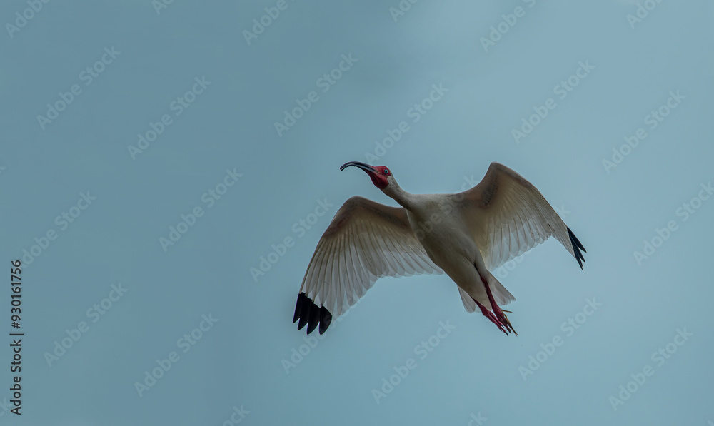 Close-up view of a white ibis (Eudocimus albus) in the equator. White ibis birds living freely in their natural habitat.