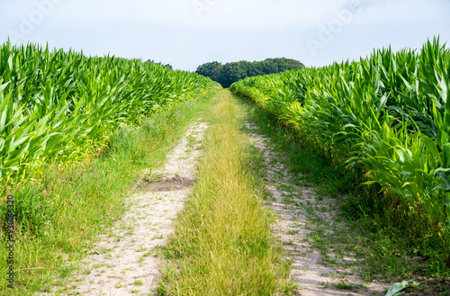 Dirty road between corn fields, Heidenau, Lower Saxony, Germany