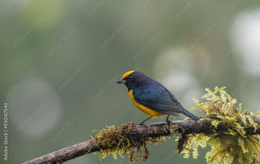 Yellow Bird. A Purple-throated Euphonia also known as Fim-fim perched on the branch. Species Euphonia chlorotica. Birdwatching. bird lover.