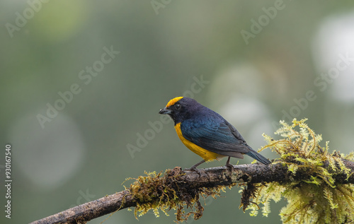 Obraz na płótnie Yellow Bird. A Purple-throated Euphonia also known as Fim-fim perched on the branch. Species Euphonia chlorotica. Birdwatching. bird lover. w salonie