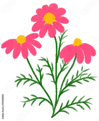 pink Mexican aster