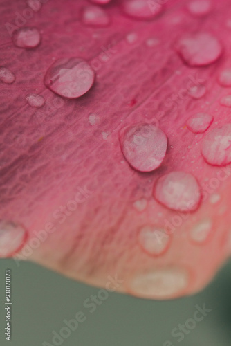 Macro photo of rain droplets on top of a vibrant, colorful pink flower. Contrast, nature, floral, texture. Vertical.