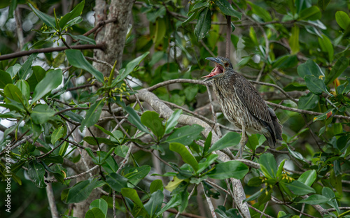 Obraz na płótnie Portrait of a yellow-crowned night heron perched on a tree branch. w salonie