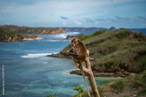 Photography wild monkey at beach