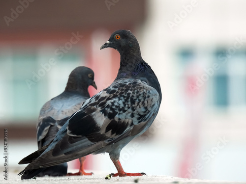 pigeon on a fence