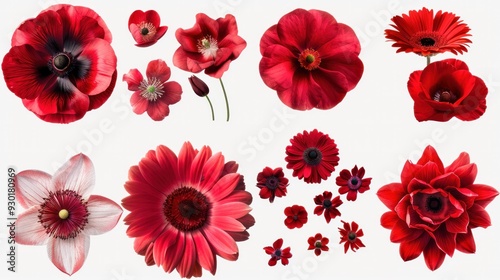 Collection of various red-flowered design element flowers, isolated on a transparent background. PNG