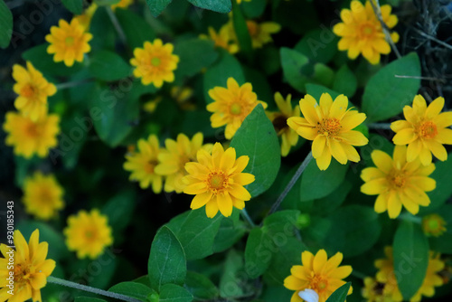 Close-up of of Million Gold or  Butter Daisy (Melampodium Divaricatum) is a small sunflower photo