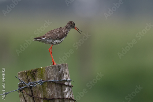 Tringa totanus - Redshank - Chevalier gambette photo