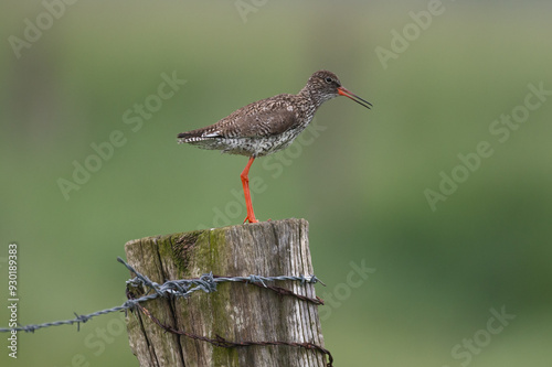 Billede på lærred Tringa totanus - Redshank - Chevalier gambette