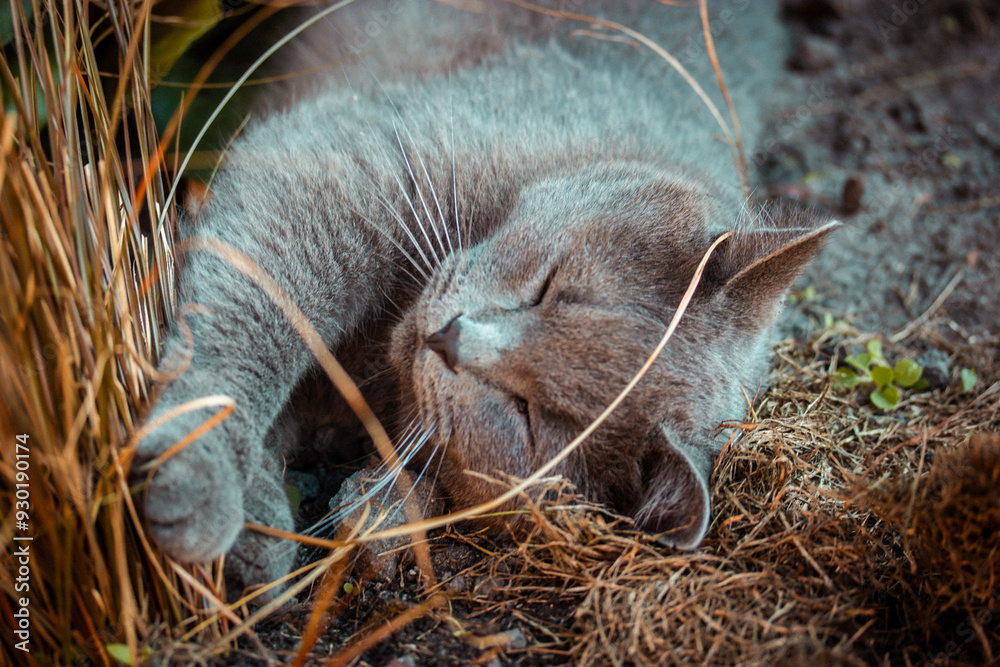 British shorthair cat with eyes closed sleeping relaxed in garden grass. Domestic cat is napping. Calm fluffy kitty is stretching out. Sweet dreams.