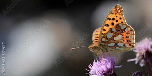 Bild auf Leinwand Perlmuttfalter oder Perlmutterfalter (Argynnini) Schmetterling auf Blüte, Panora
