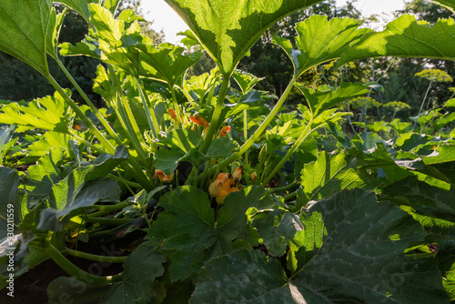 Blooming zucchini bush with green fruits on field, bottom view