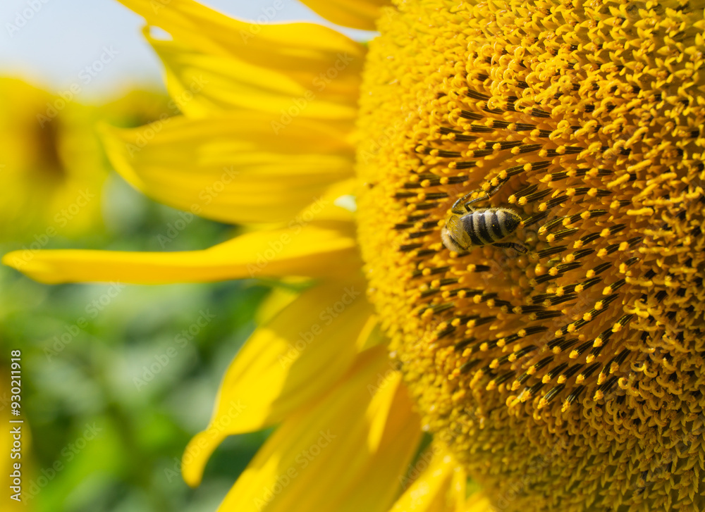 a bee gathers nectar on a yellow sunflower in the hot summer