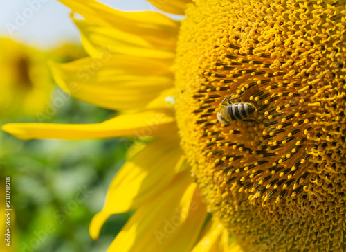 Obraz na płótnie a bee gathers nectar on a yellow sunflower in the hot summer w salonie