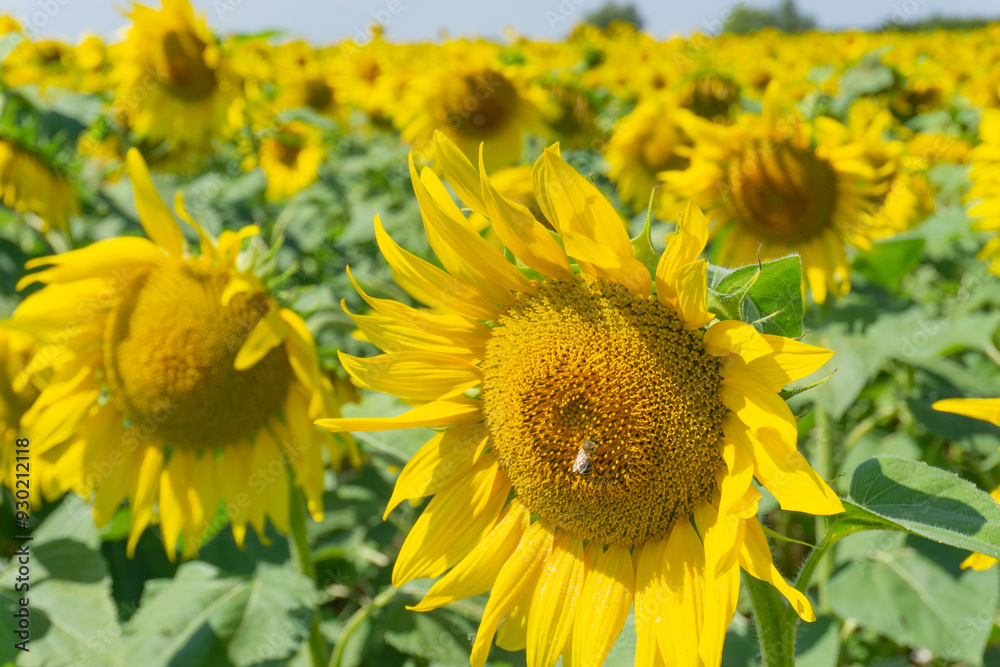 a bee gathers nectar on a yellow sunflower in the hot summer