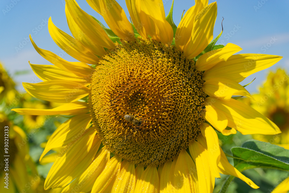 a bee gathers nectar on a yellow sunflower in the hot summer