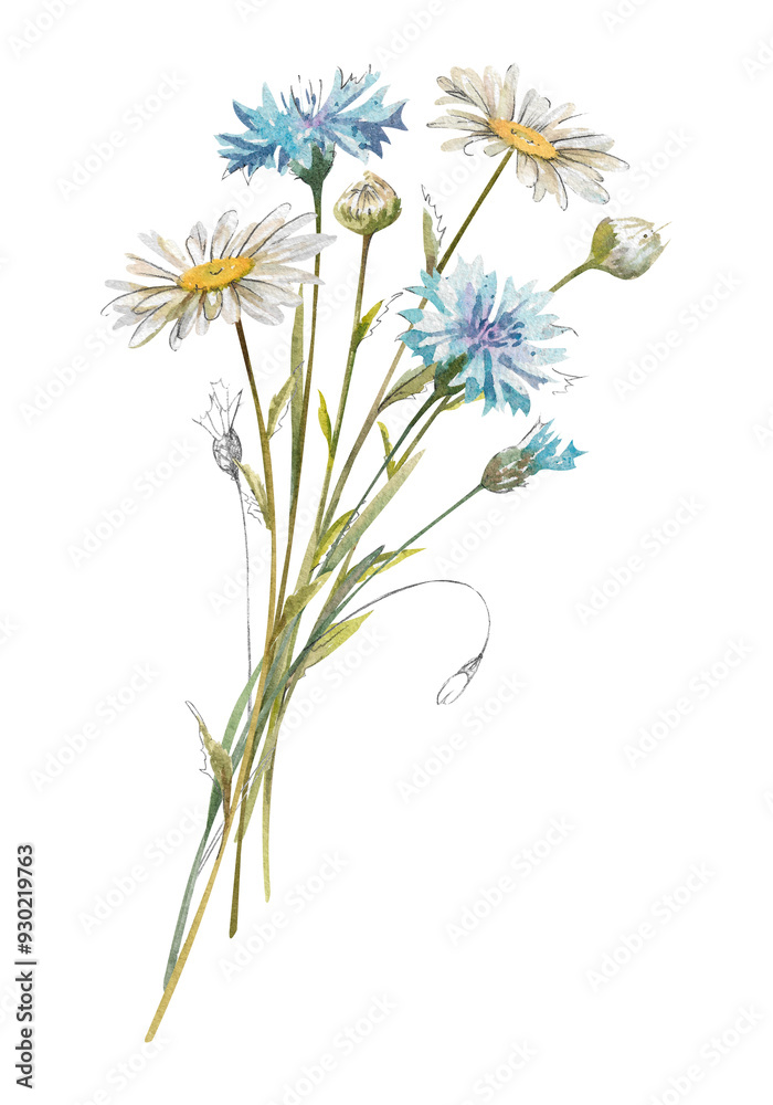Fototapeta premium Hand drawn watercolor bouquet of white chamomile, daisy flower, blue cornflowers, buds illustration